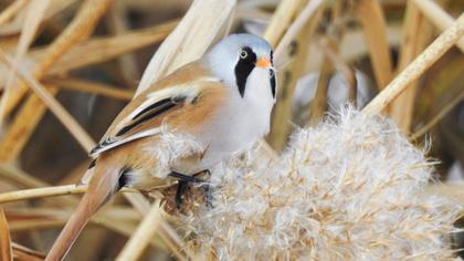 Bıyıklı baştankara