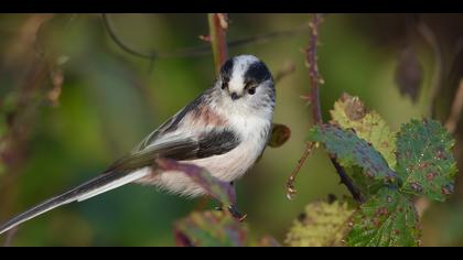 Uzunkuyruklu baştankara