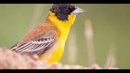 Karabaşlı kirazkuşu