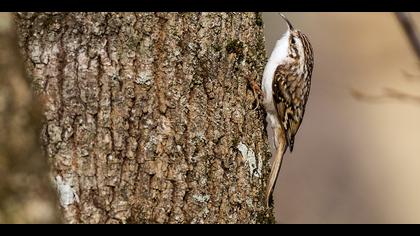 Orman tırmaşıkkuşu