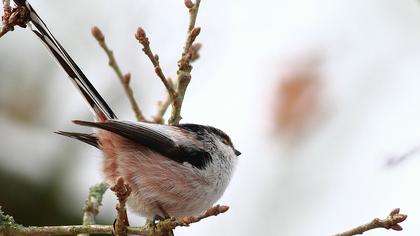 Uzunkuyruklu baştankara