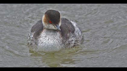 Karaboyunlu batağan