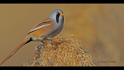 Bıyıklı baştankara