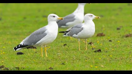 Van gölü martısı