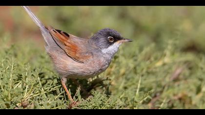 Bozkır ötleğeni » Spectacled Warbler » Sylvia conspicillata