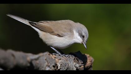 Küçük akgerdanlı ötleğen