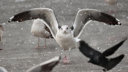 Büyük karasırtlı martı