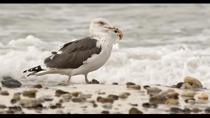 Büyük karasırtlı martı