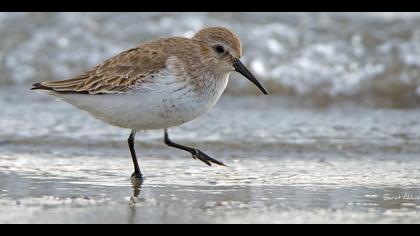 Karakarınlı kumkuşu
