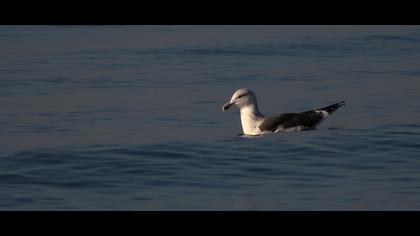 Büyük karasırtlı martı