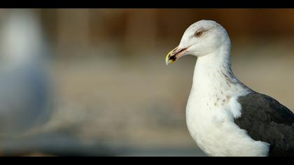 Büyük karasırtlı martı