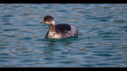 Karaboyunlu batağan » Black-necked Grebe » Podiceps nigricollis