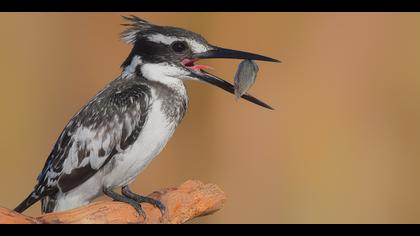 Alaca yalıçapkını