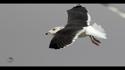 Büyük karasırtlı martı