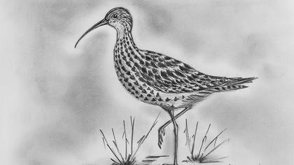 İncegagalı kervançulluğu