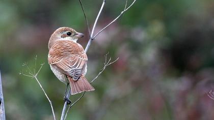 Kızılsırtlı örümcekkuşu