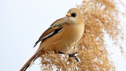 Bıyıklı baştankara