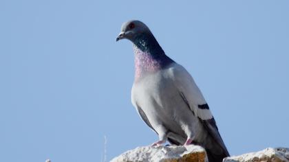 Kaya güvercini