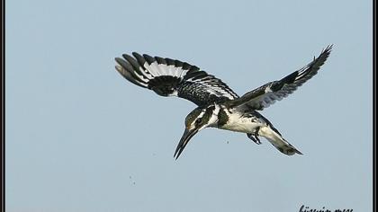 Alaca yalıçapkını