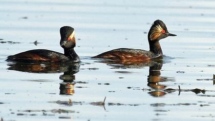 Karaboyunlu batağan