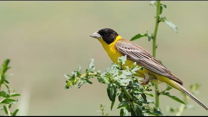 Karabaşlı kirazkuşu