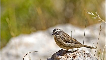 Sürmeli dağbülbülü