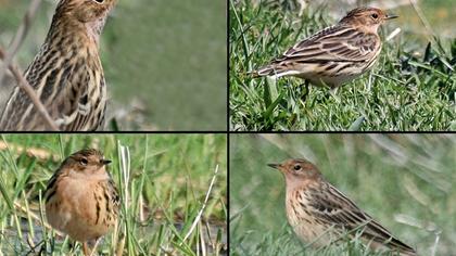 Kızılgerdanlı incirkuşu