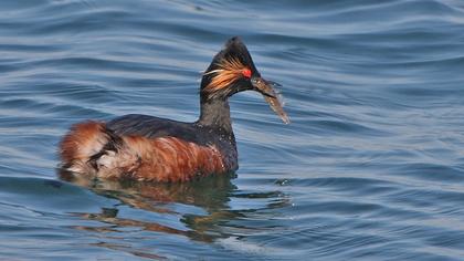 Karaboyunlu batağan