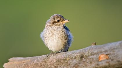 Kızılsırtlı örümcekkuşu