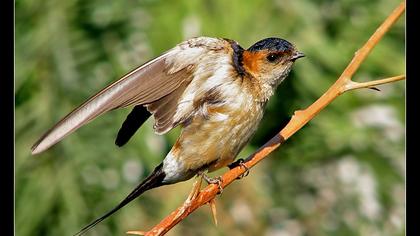 Kızıl kırlangıç