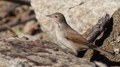 Akgerdanlı ötleğen