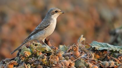 Kızılbaşlı örümcekkuşu