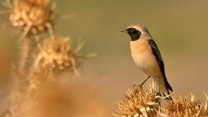 Karakulaklı kuyrukkakan