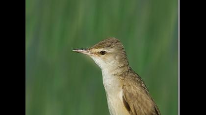 Büyük kamışçın