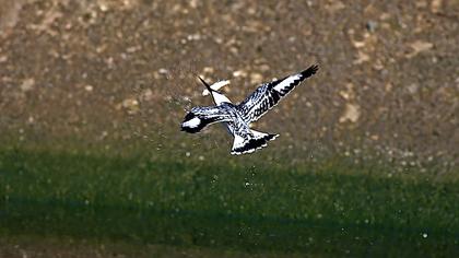 Alaca yalıçapkını