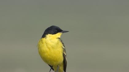 Sarı kuyruksallayan