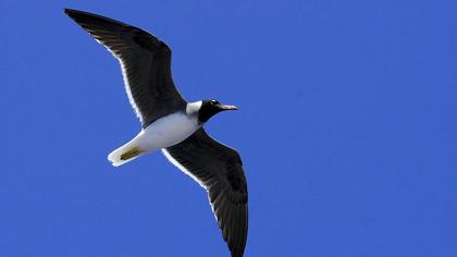 Kızıldeniz martısı