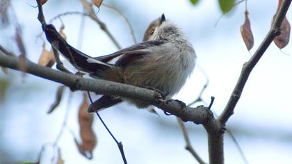 Uzunkuyruklu baştankara