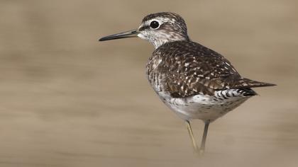 Orman düdükçünü