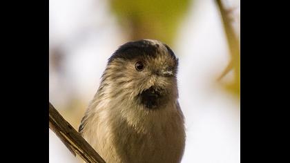Uzunkuyruklu baştankara