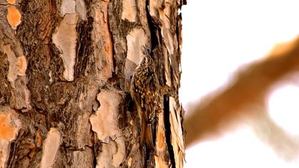 Bahçe tırmaşıkkuşu