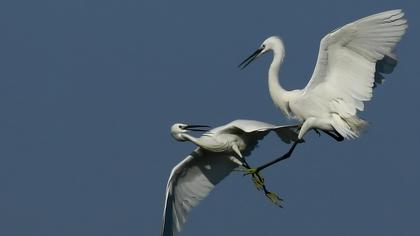 Küçük ak balıkçıl