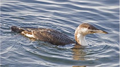 Karagerdanlı dalgıç