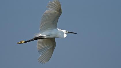 Küçük ak balıkçıl