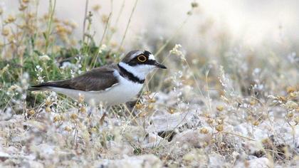 Halkalı küçük cılıbıt