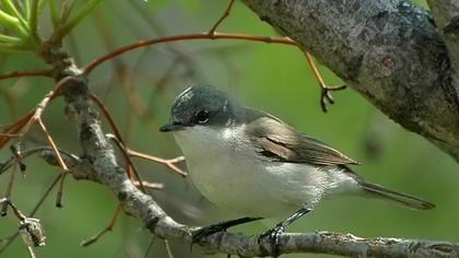 Küçük akgerdanlı ötleğen