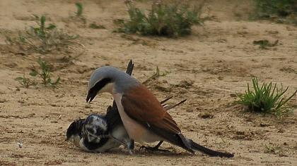 Kızılsırtlı örümcekkuşu