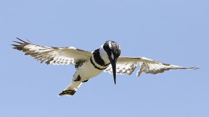 Alaca yalıçapkını