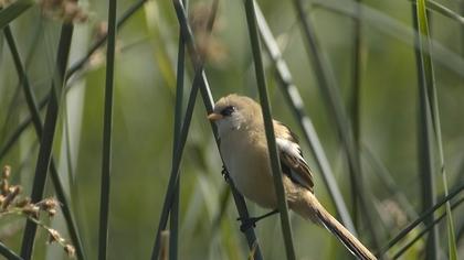 Bıyıklı baştankara