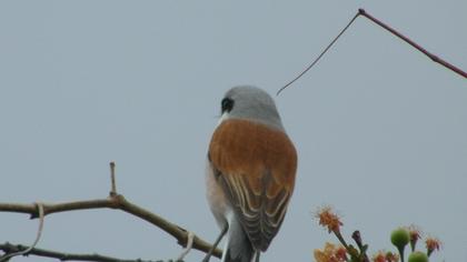 Kızılsırtlı örümcekkuşu